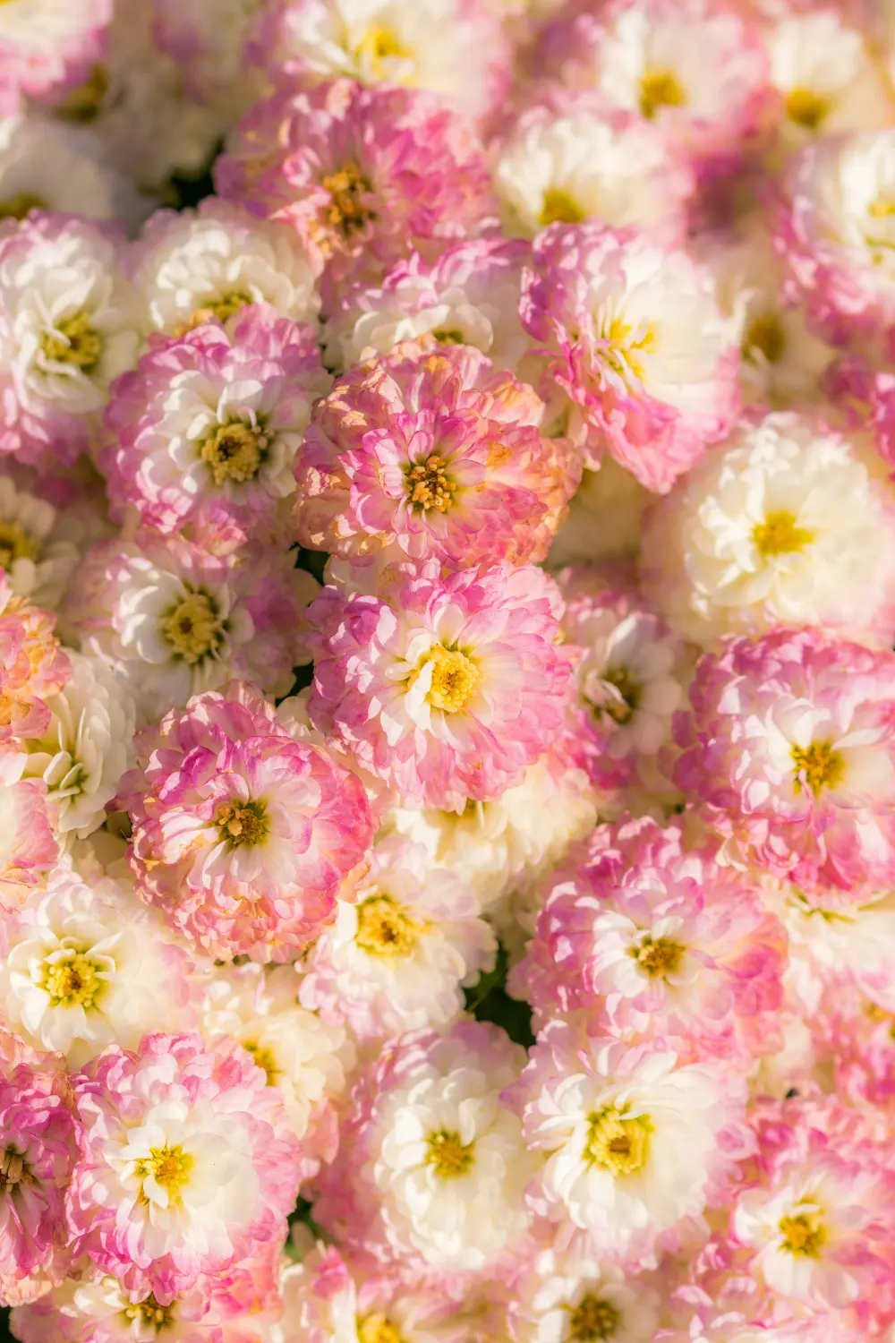 Chrissi und Daniel – Blumen